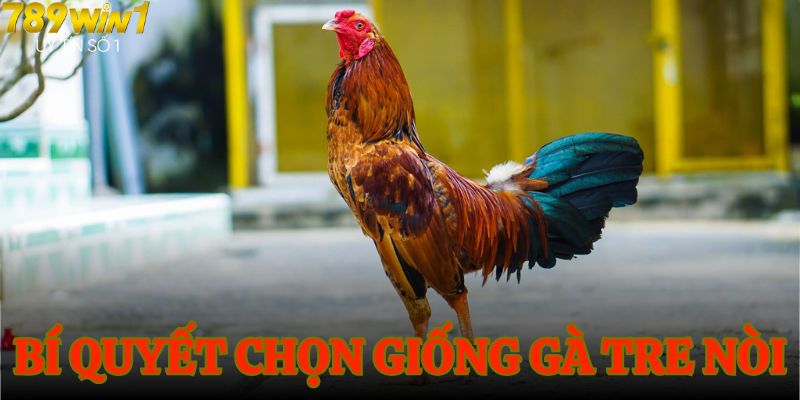 Hướng dẫn chọn gà tre nòi cho trận đấu kịch tính