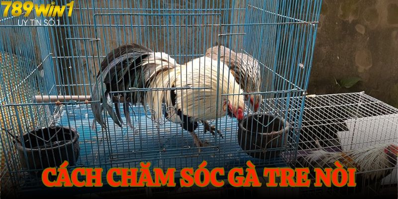 Mẹo chăm sóc gà tre đạt hiệu suất tốt nhất