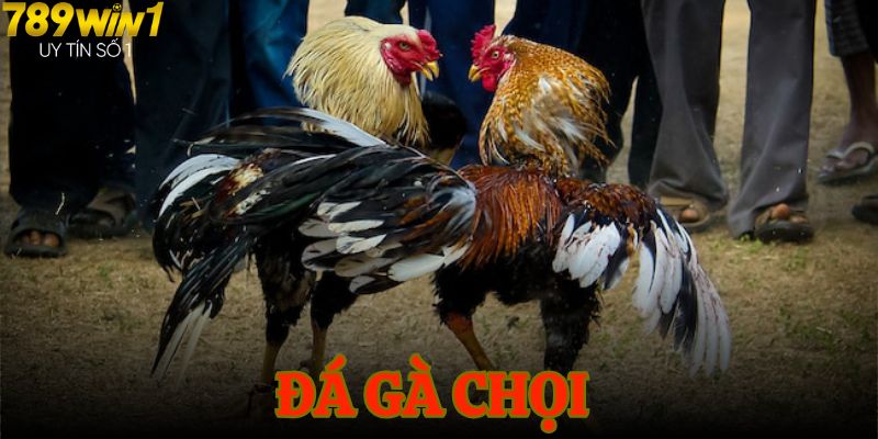 da ga choi