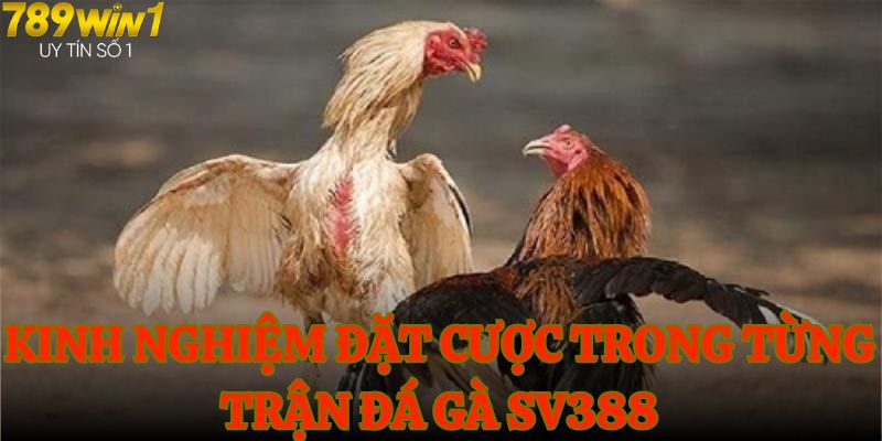 Kinh nghiệm đặt cược trong từng trận đá gà SV388