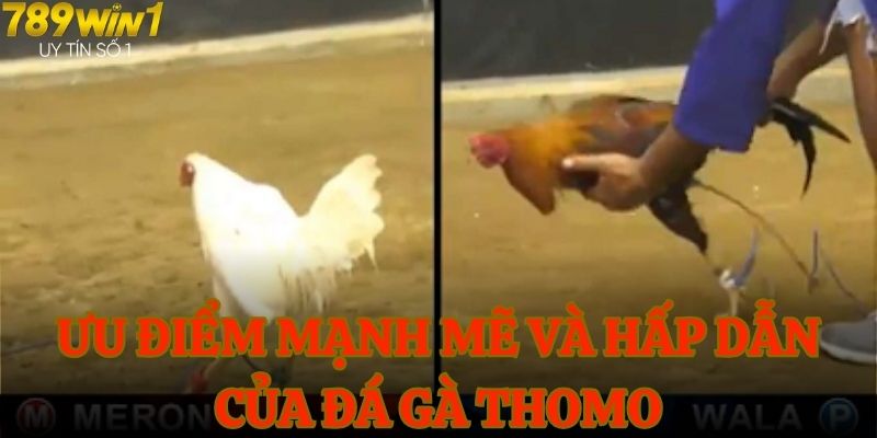 Ưu điểm mạnh mẽ và hấp dẫn của loại hình đá gà thomo