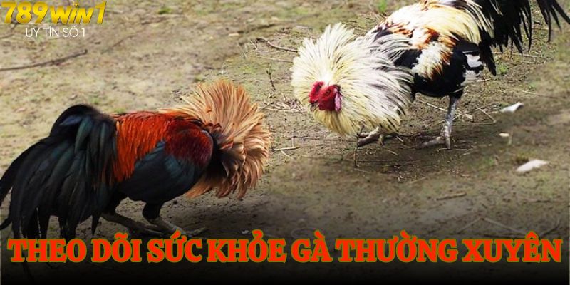 Theo dõi sức khoẻ của gà sát sao là điều không thể thiếu